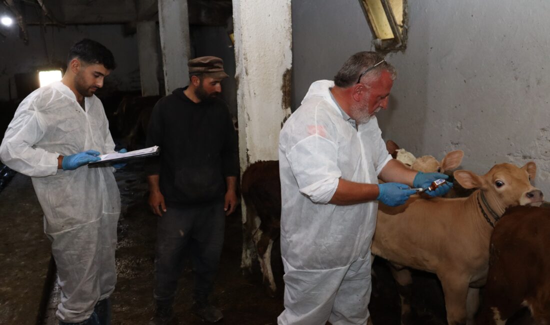 Gümüşhane İl Tarım ve Orman Müdürlüğü tarafından yürütülen Sonbahar Şap