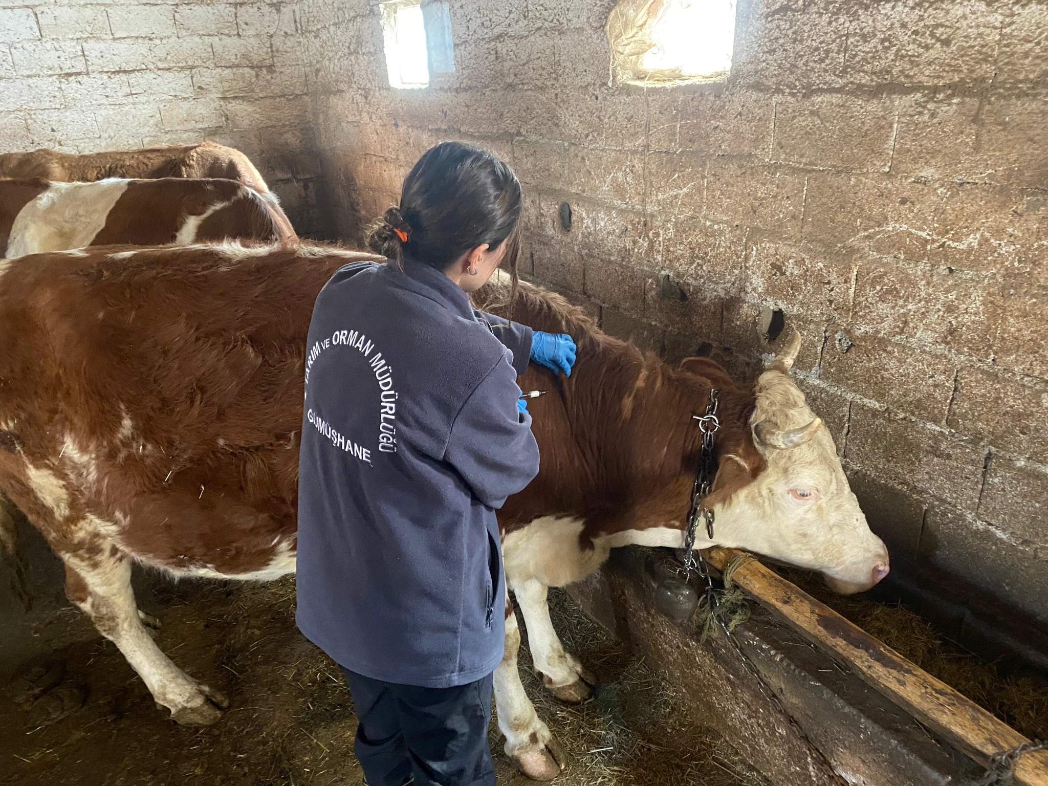 Gümüşhane İl Tarım ve Orman Müdürlüğü, hayvan sağlığını korumak ve