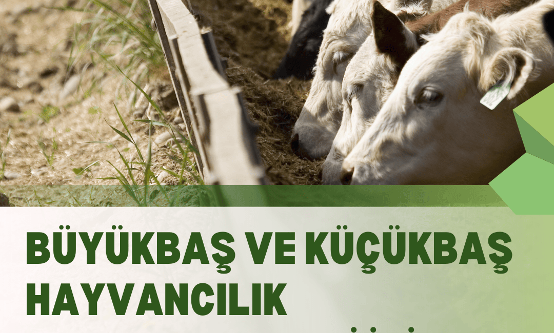 Büyükbaş ve Küçükbaş Hayvancılık Desteklemeleri İçin Başvurular Başlıyor Gümüşhane İl Tarım ve Orman Müdürlüğü, 2025 yılı ikinci dönem