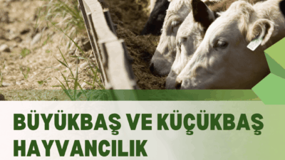 Gümüşhane İl Tarım ve Orman Müdürlüğü, 2025 yılı ikinci dönem