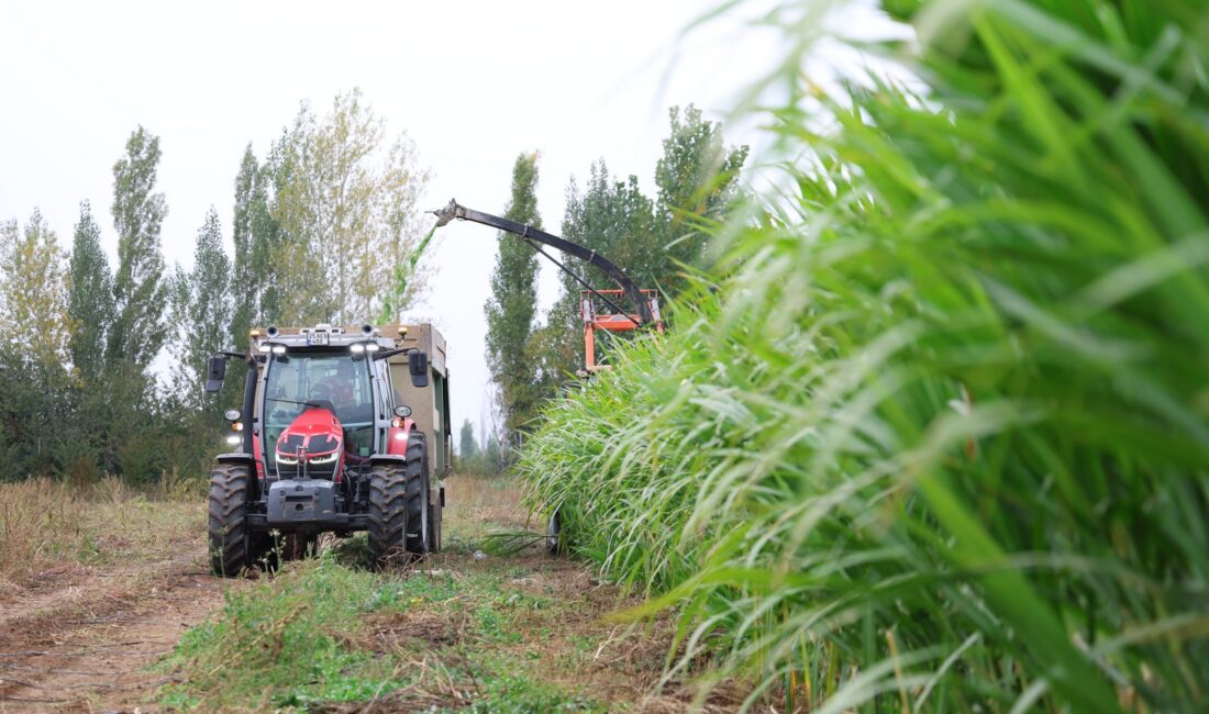 Gümüşhane Üniversitesi tarafından Kelkit’te yürütülen fil otu (Pennisetum purpureum) yetiştiriciliği