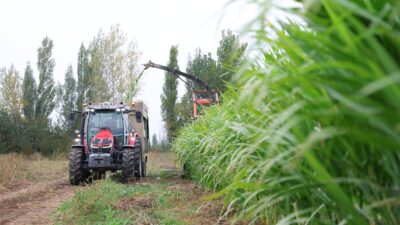 Gümüşhane Üniversitesi tarafından Kelkit’te yürütülen fil otu (Pennisetum purpureum) yetiştiriciliği