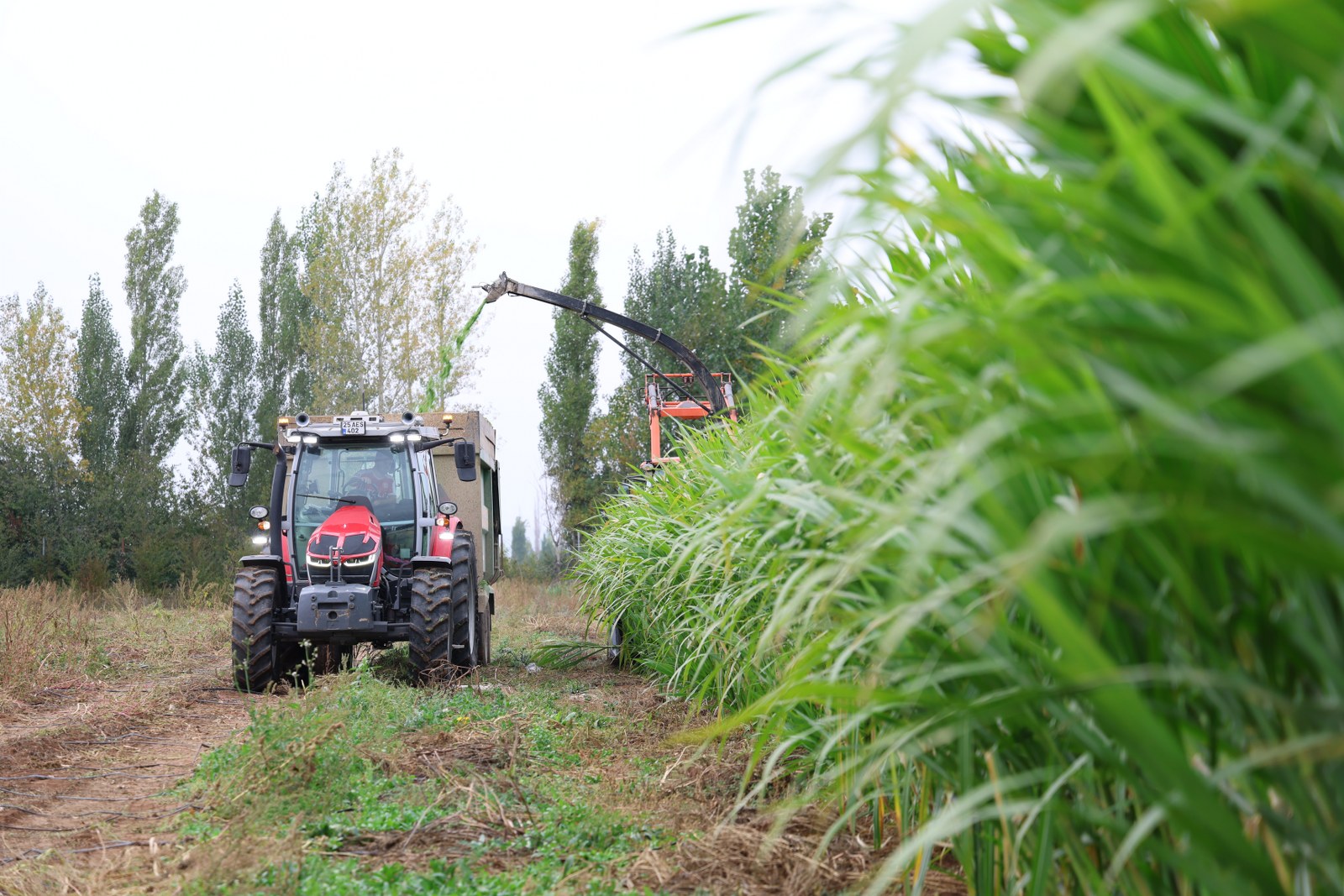 Gümüşhane Üniversitesi tarafından Kelkit’te yürütülen fil otu (Pennisetum purpureum) yetiştiriciliği